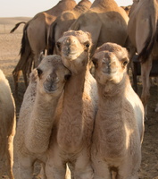 2012 10-Abu Dhabi More Baby Camels